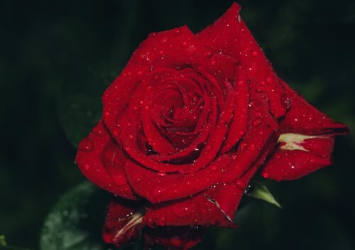 rose, flower background, flower, plant, petals, bloom, rose flower, beautiful flowers, blossom, nature, beauty, dew, drop, flower wallpaper, droplets, red rose, water droplets-8940207.jpg