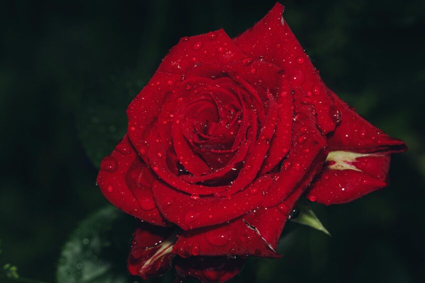 rose, flower background, flower, plant, petals, bloom, rose flower, beautiful flowers, blossom, nature, beauty, dew, drop, flower wallpaper, droplets, red rose, water droplets-8940207.jpg